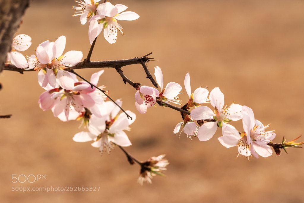 Canon EOS 70D sample photo. Spring photography
