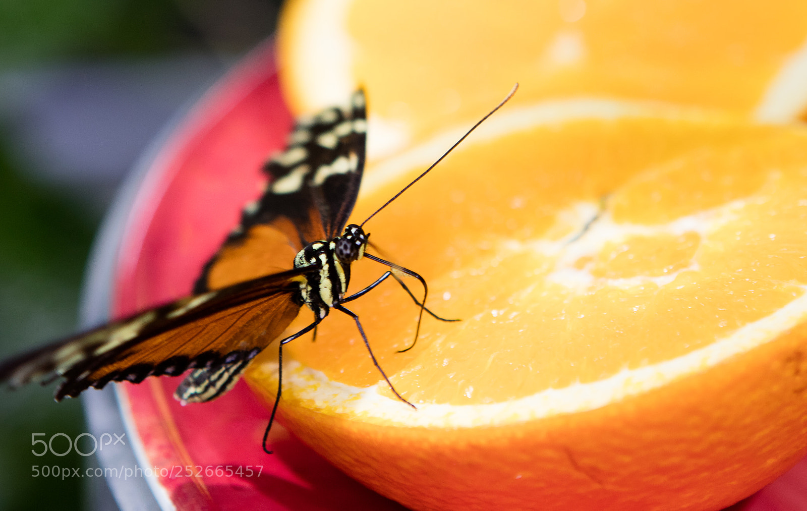 Canon EOS 5DS R sample photo. Sweet photography
