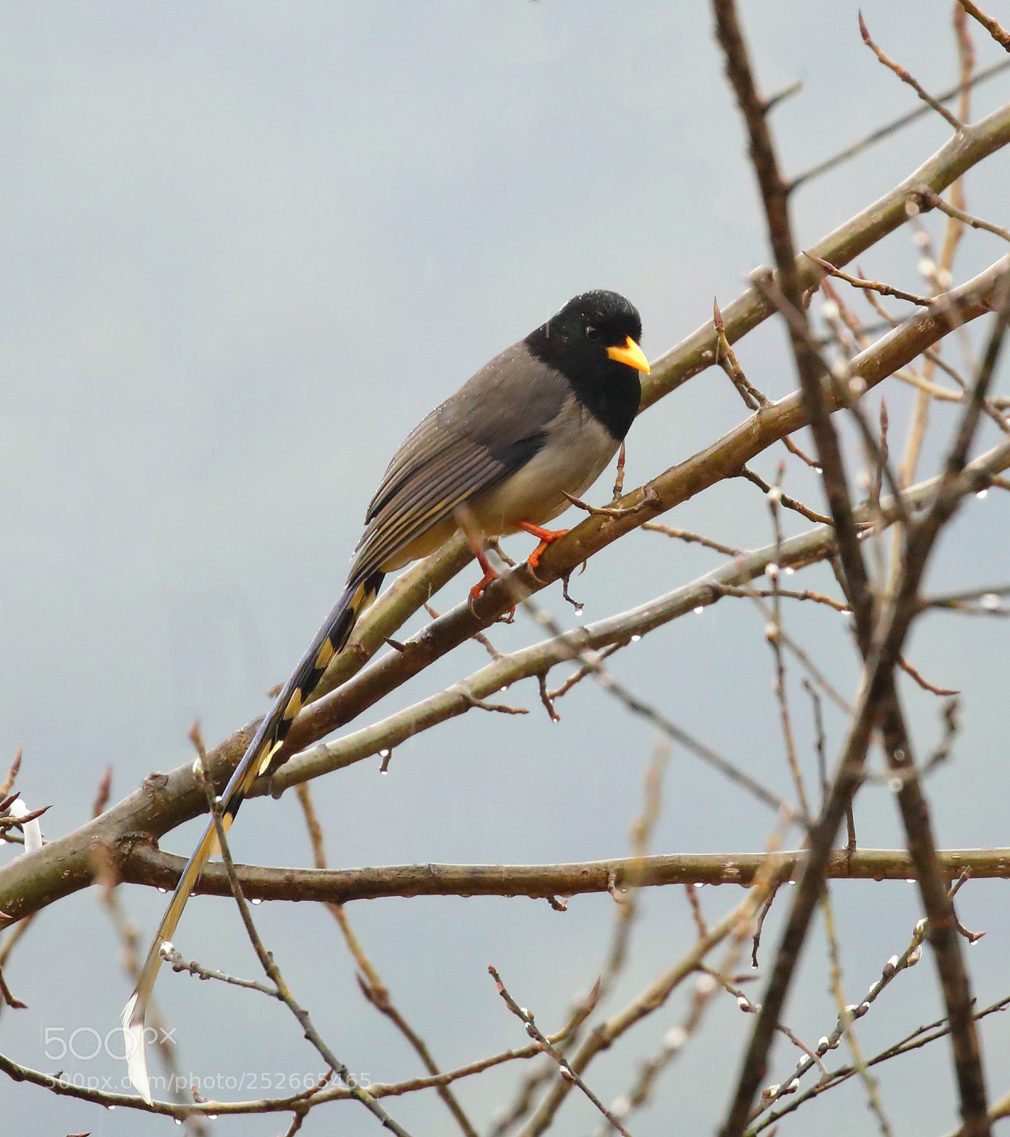 Canon EOS 5D Mark IV sample photo. Yellow-billed blue magpie photography