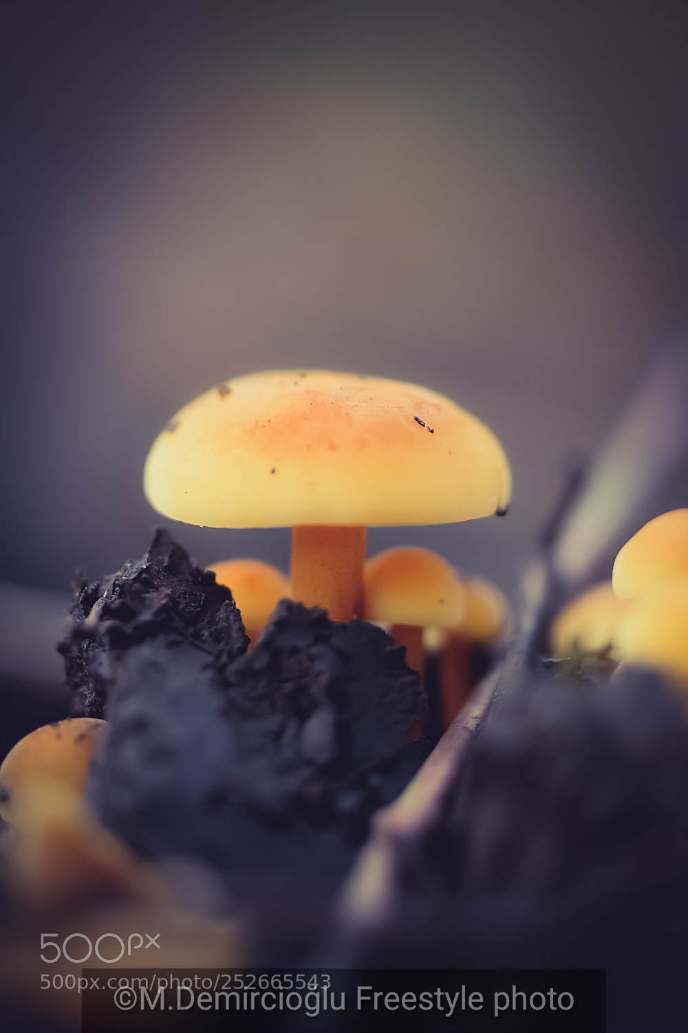 Nikon D7100 sample photo. #mushroom.. photography