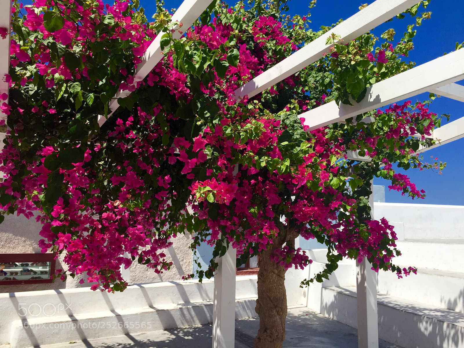 Apple iPhone 6 sample photo. Flowers of santorini photography