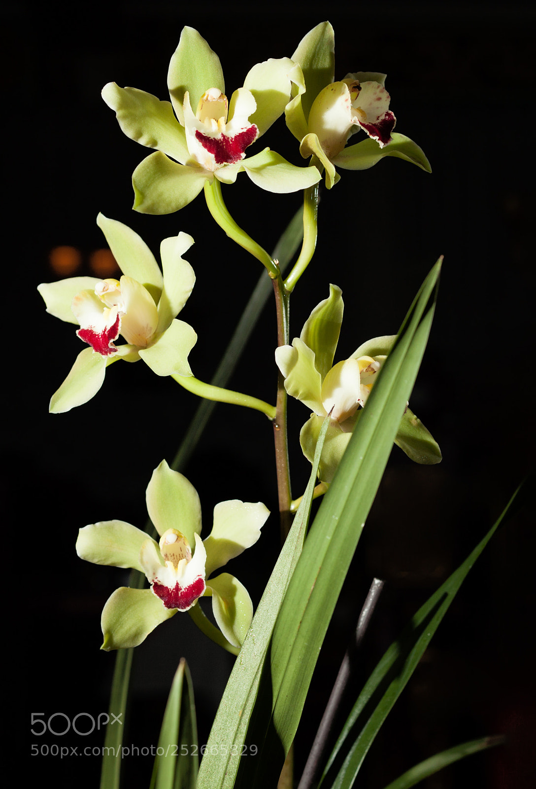 Canon EOS 5D Mark II sample photo. Dia lan photography