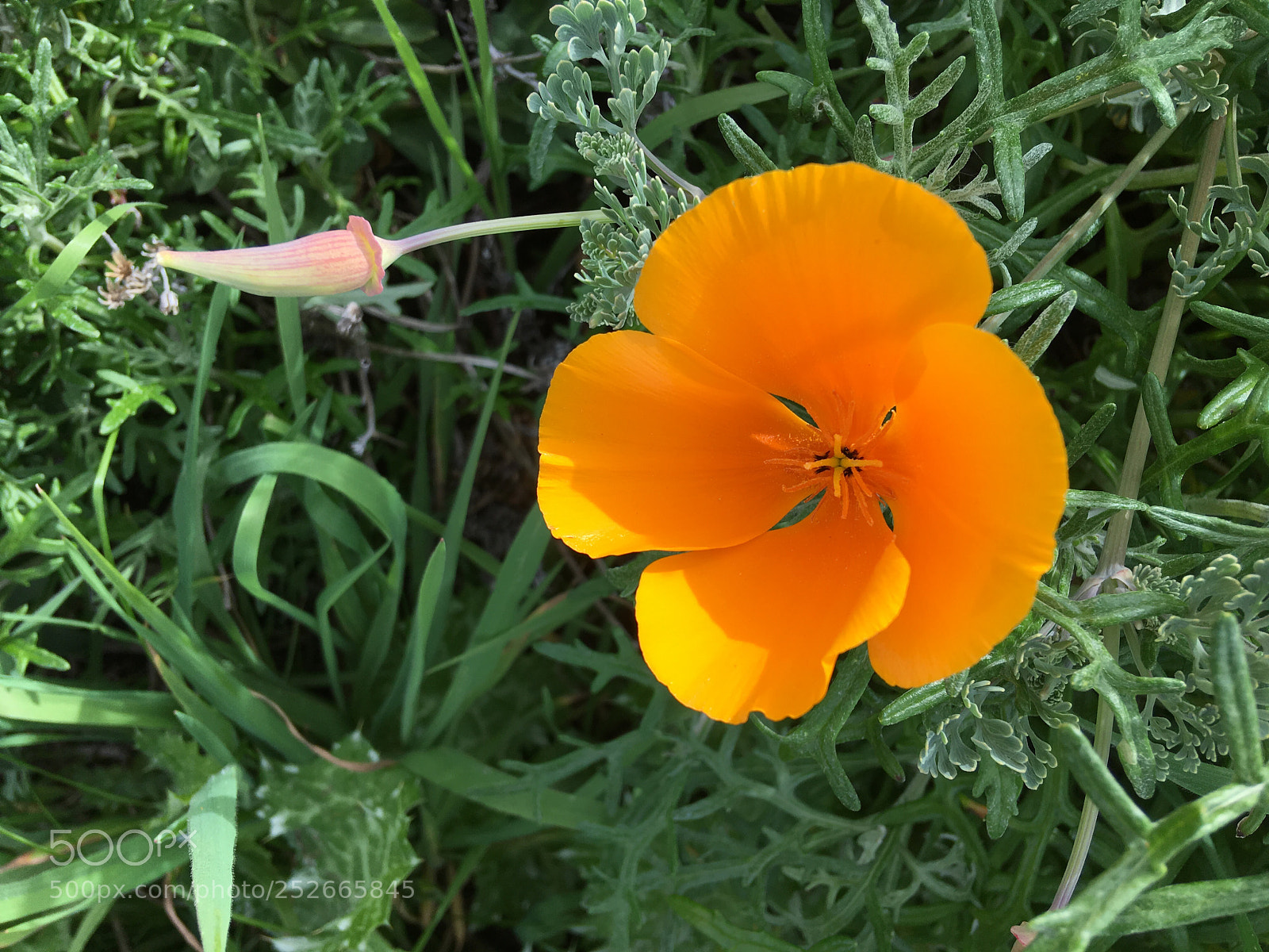 Apple iPhone SE sample photo. California poppy  photography