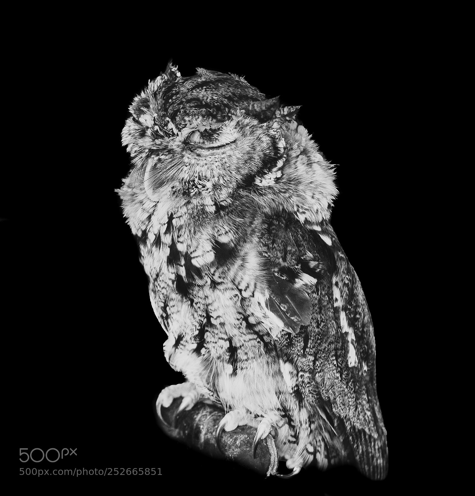 Nikon D500 sample photo. Sleeping owl photography