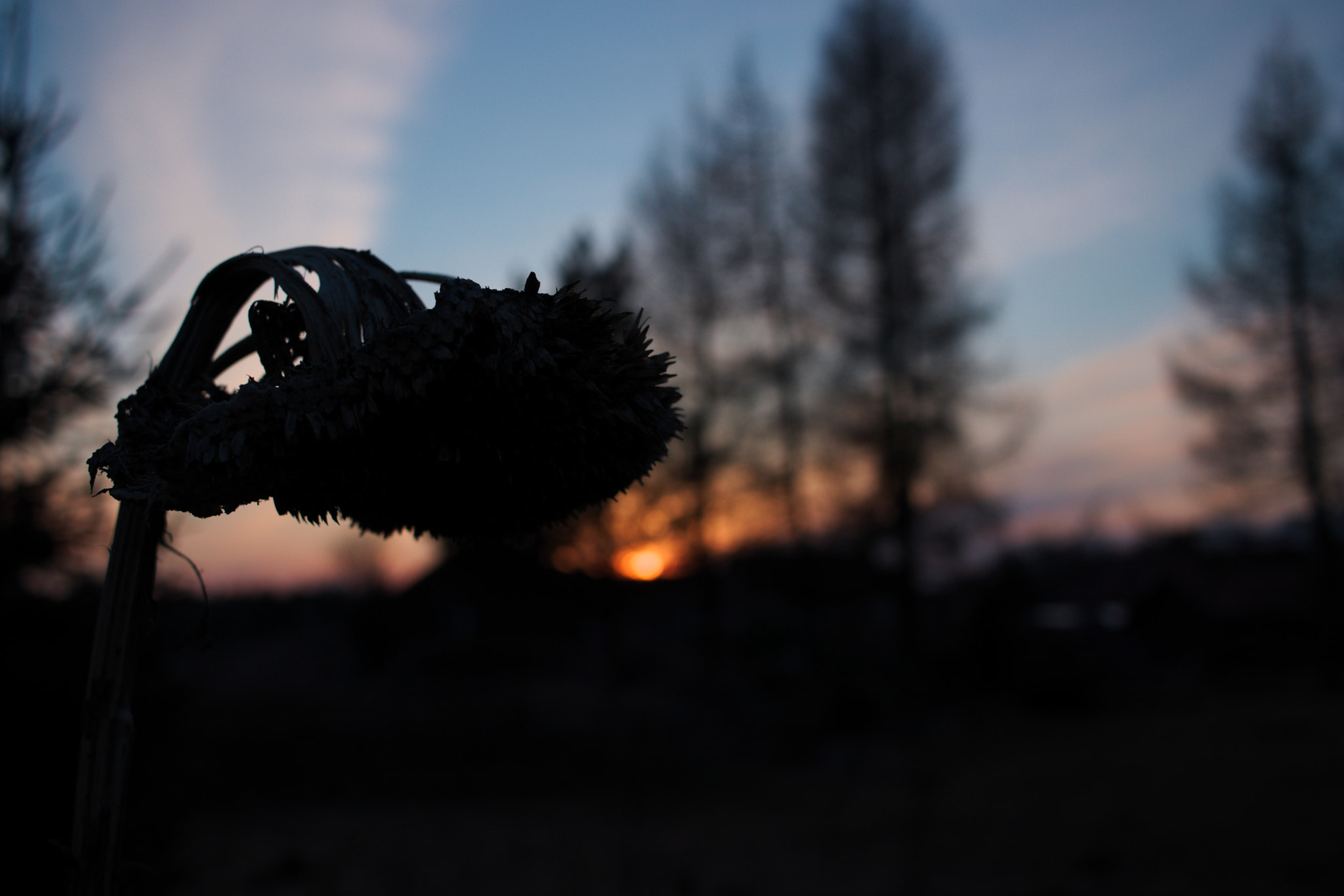 Canon EF-S 24mm F2.8 STM sample photo