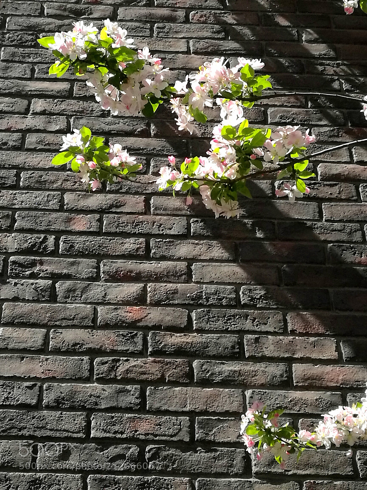 HUAWEI Mate 8 sample photo. Untitled photography