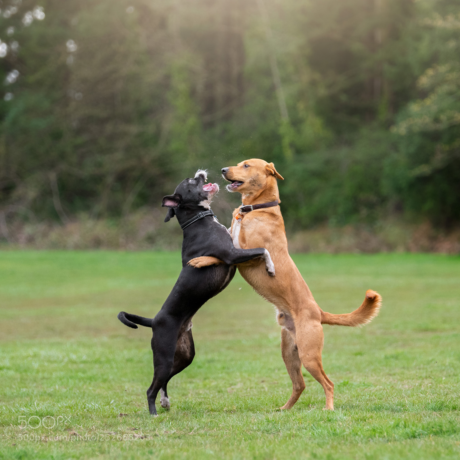 Nikon D850 sample photo. Dancing dogs photography