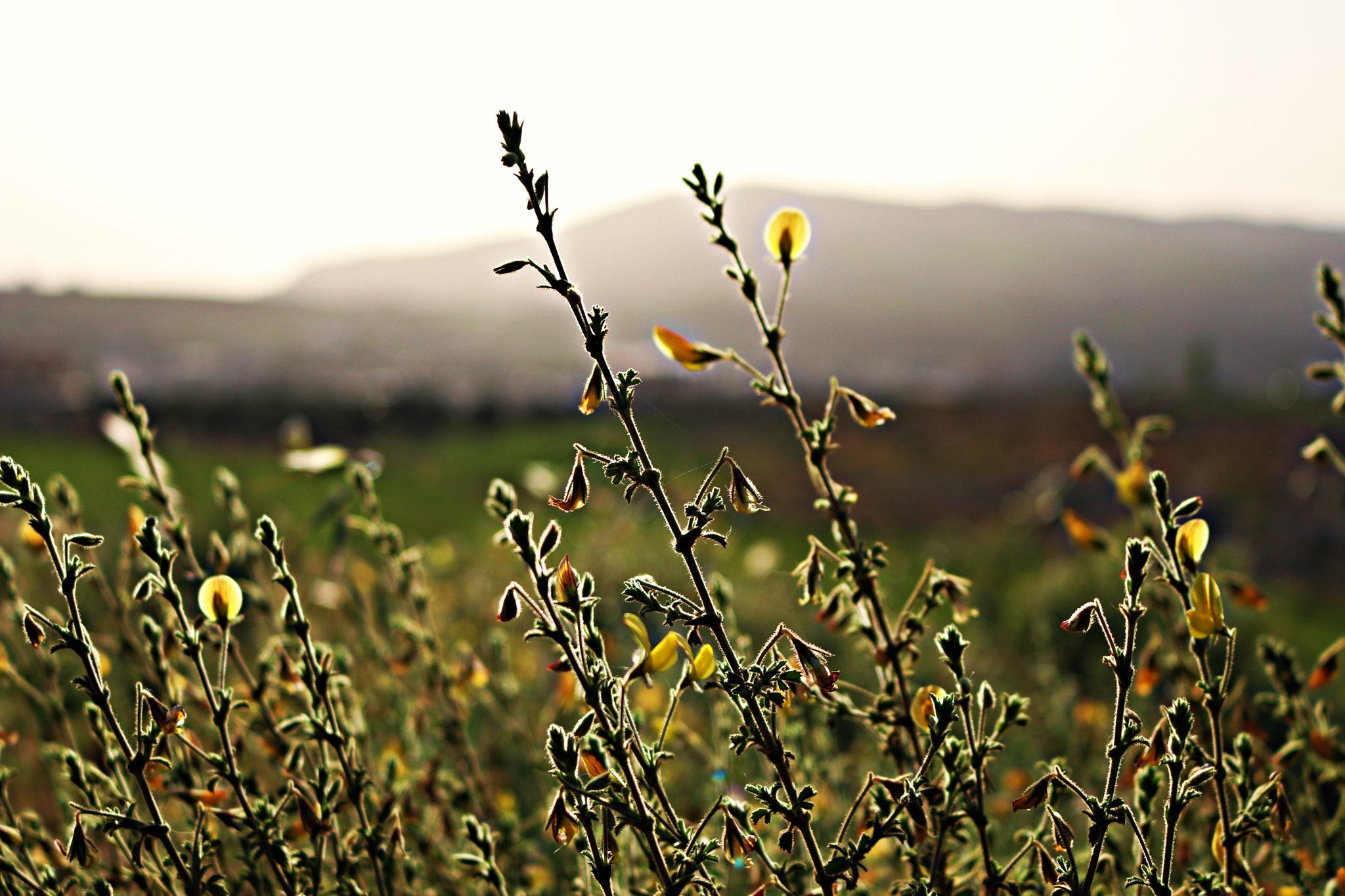 Canon EOS 80D sample photo. Spring photography