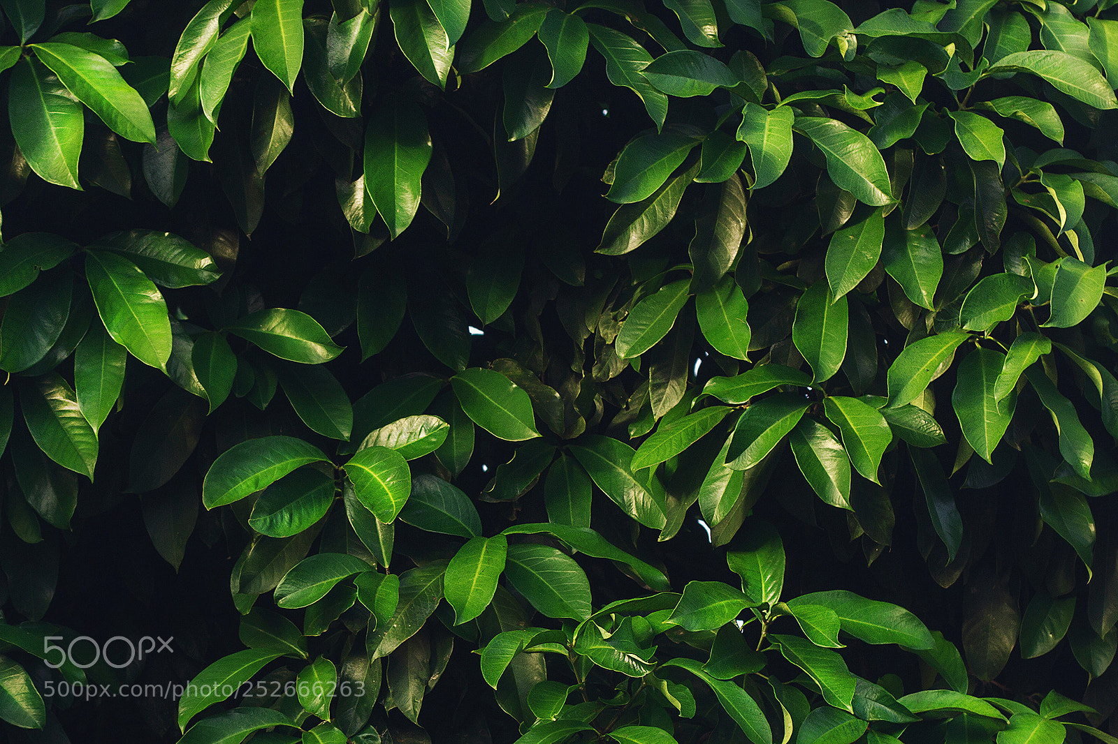 Canon EOS 60D sample photo. The leaves photography