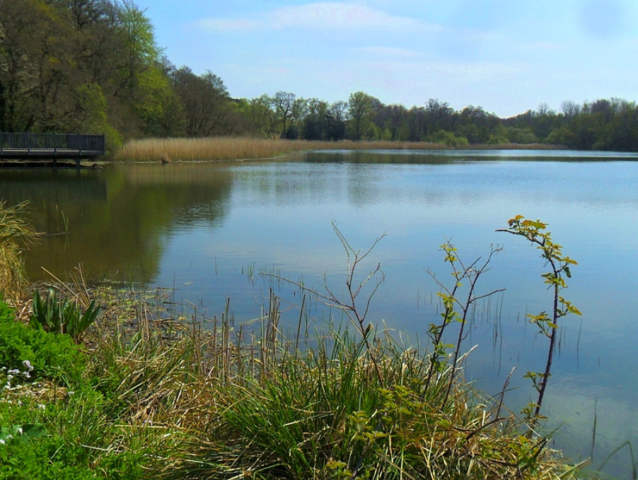 Samsung ES65, ES67 / VLUU ES65, ES67 /  SL50 sample photo. Burton mill pond photography