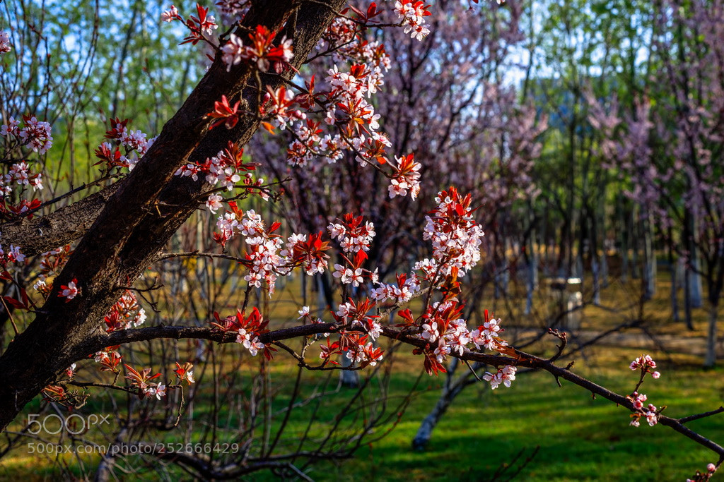 Canon EOS 6D Mark II sample photo. Color of spirng photography