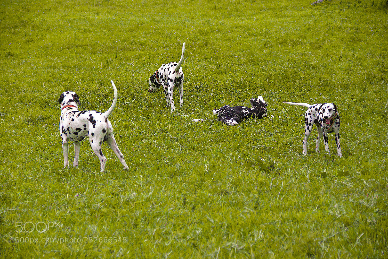 Canon EOS 60D sample photo. The dogs photography