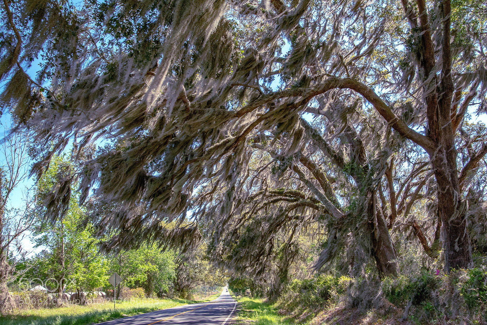Nikon D7100 sample photo. Moss covered oaks photography