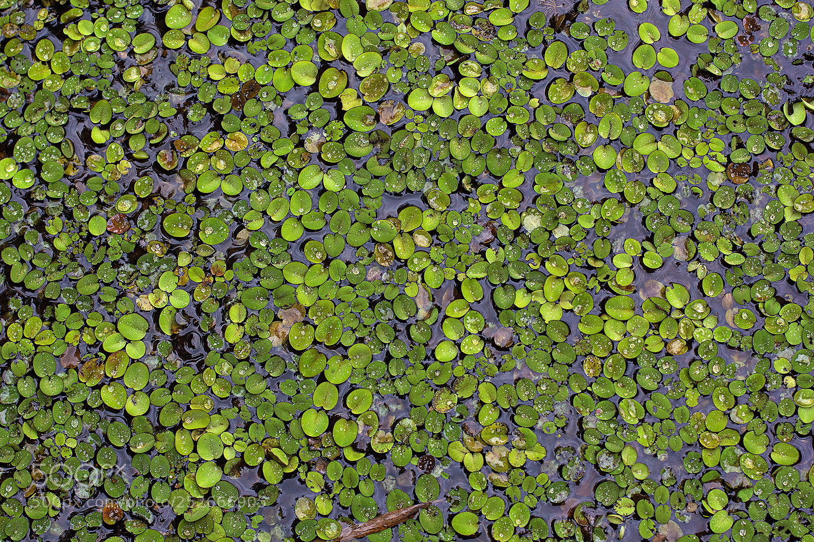 Canon EOS 60D sample photo. Green + water photography