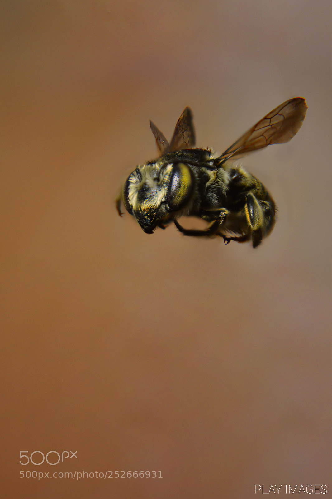 Nikon D3100 sample photo. Leaf cutter photography