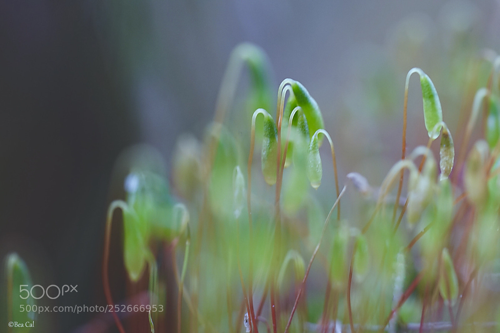Sony a7 II sample photo. Blooming moss photography