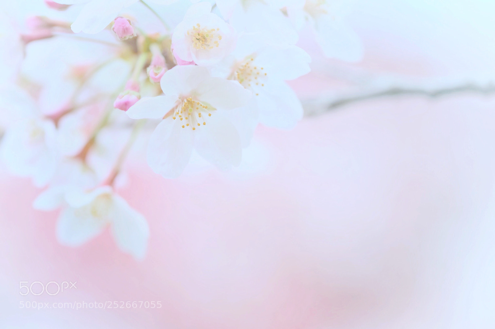 Fujifilm X-T1 sample photo. Cherry blossoms photography