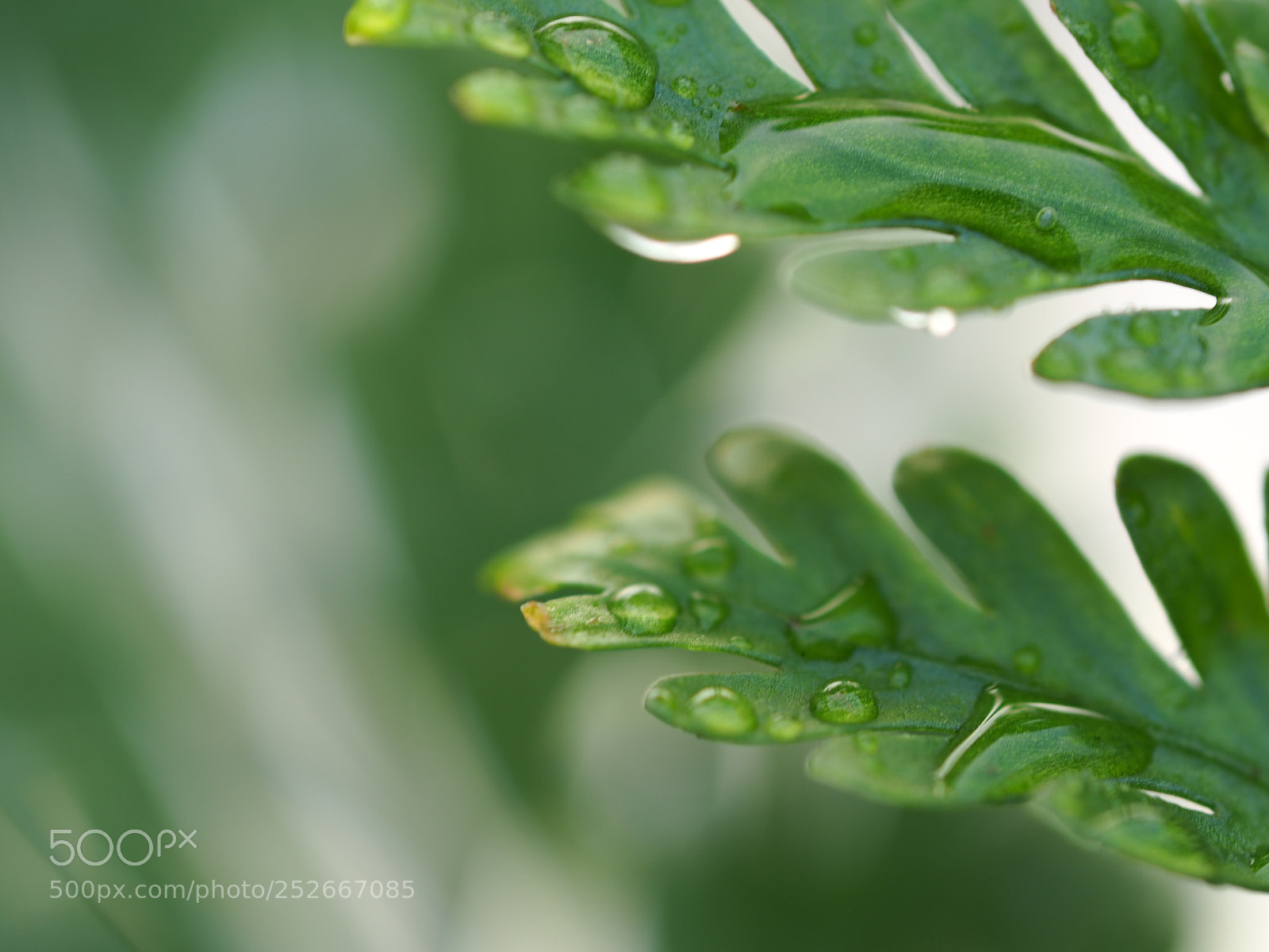 Olympus OM-D E-M10 II sample photo. I love green photography