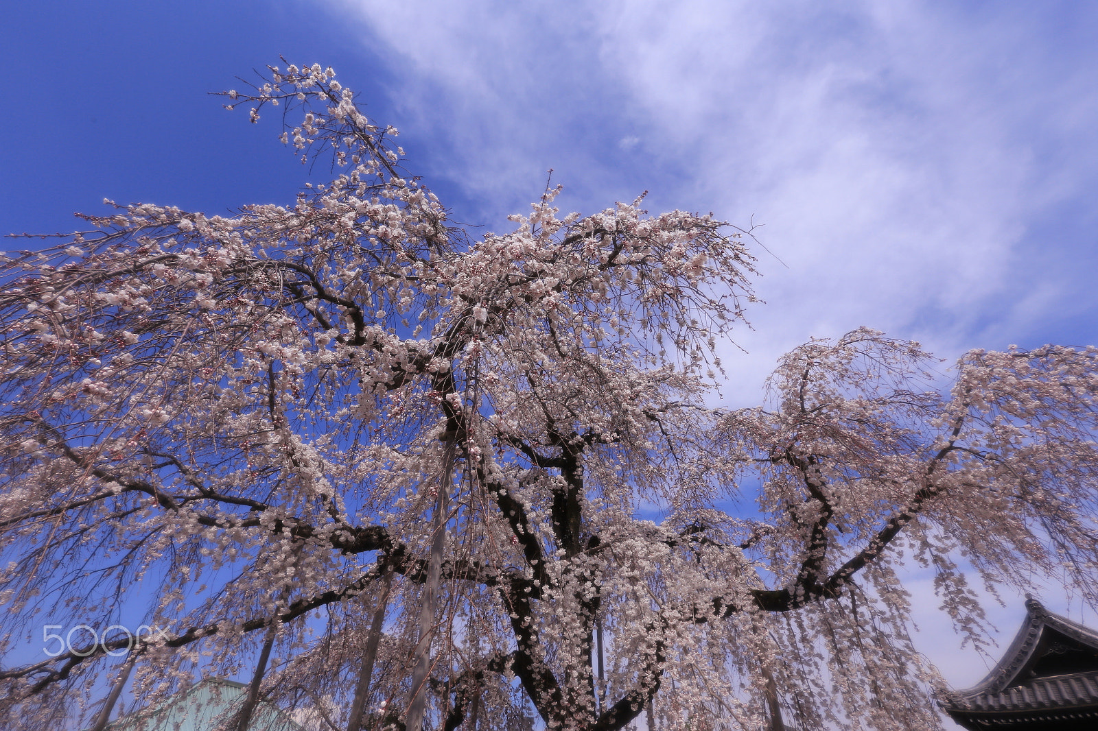 Canon EF 16-35mm F2.8L II USM sample photo. Sakura photography