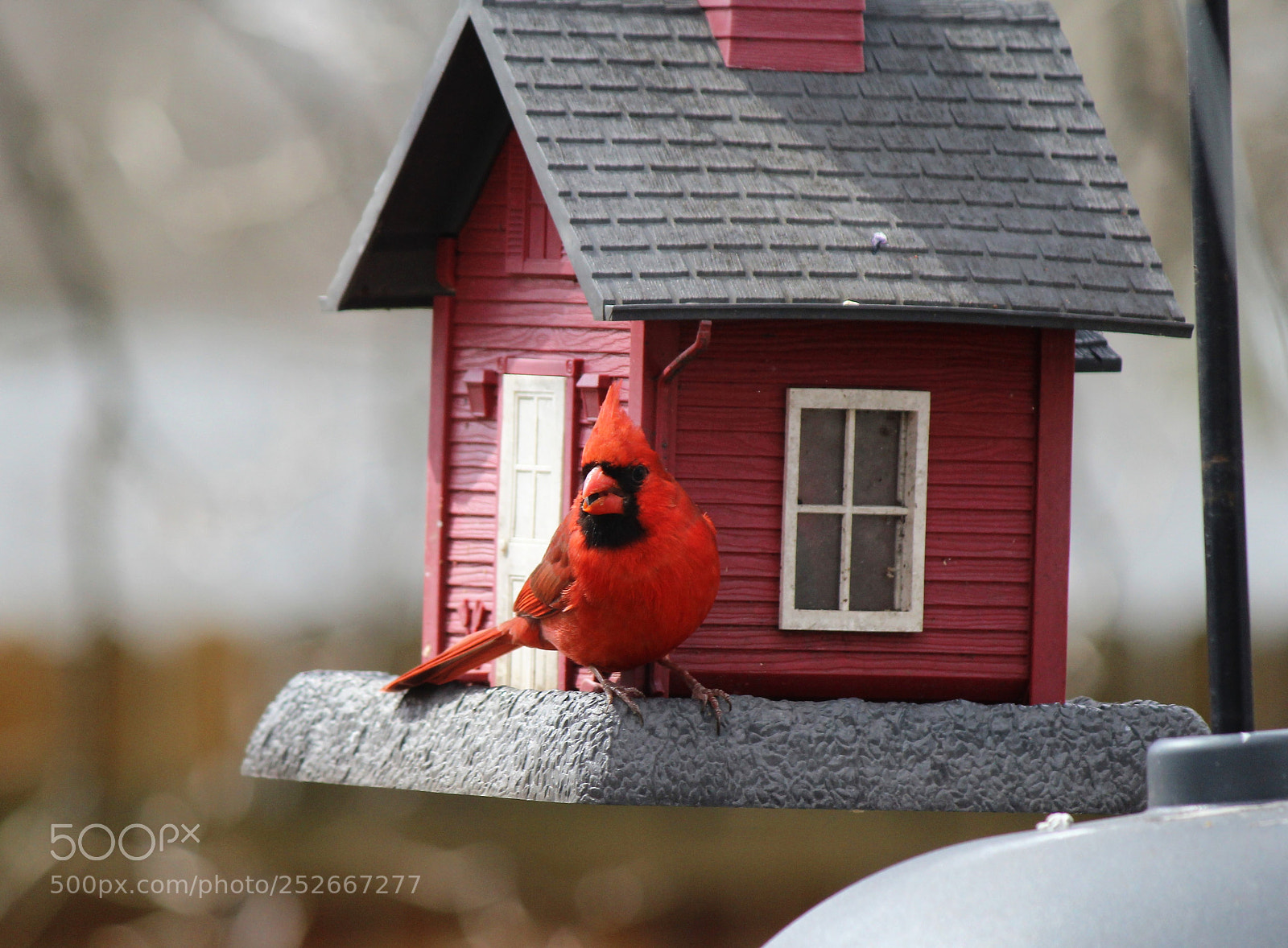 Canon EOS 600D (Rebel EOS T3i / EOS Kiss X5) sample photo. Big red photography