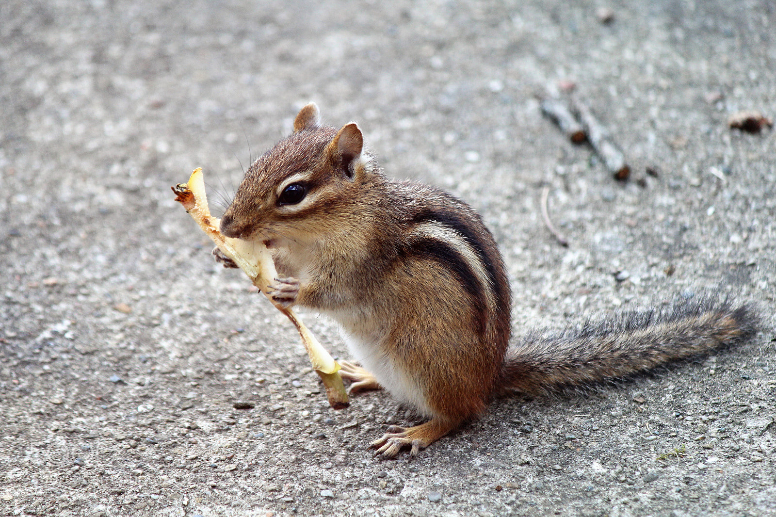 Canon EOS 600D (Rebel EOS T3i / EOS Kiss X5) sample photo. Chippy - with lunch photography