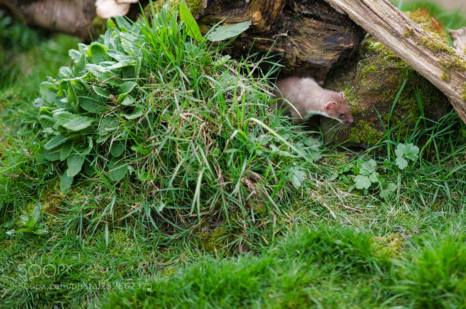 Nikon D3S sample photo. Going photography