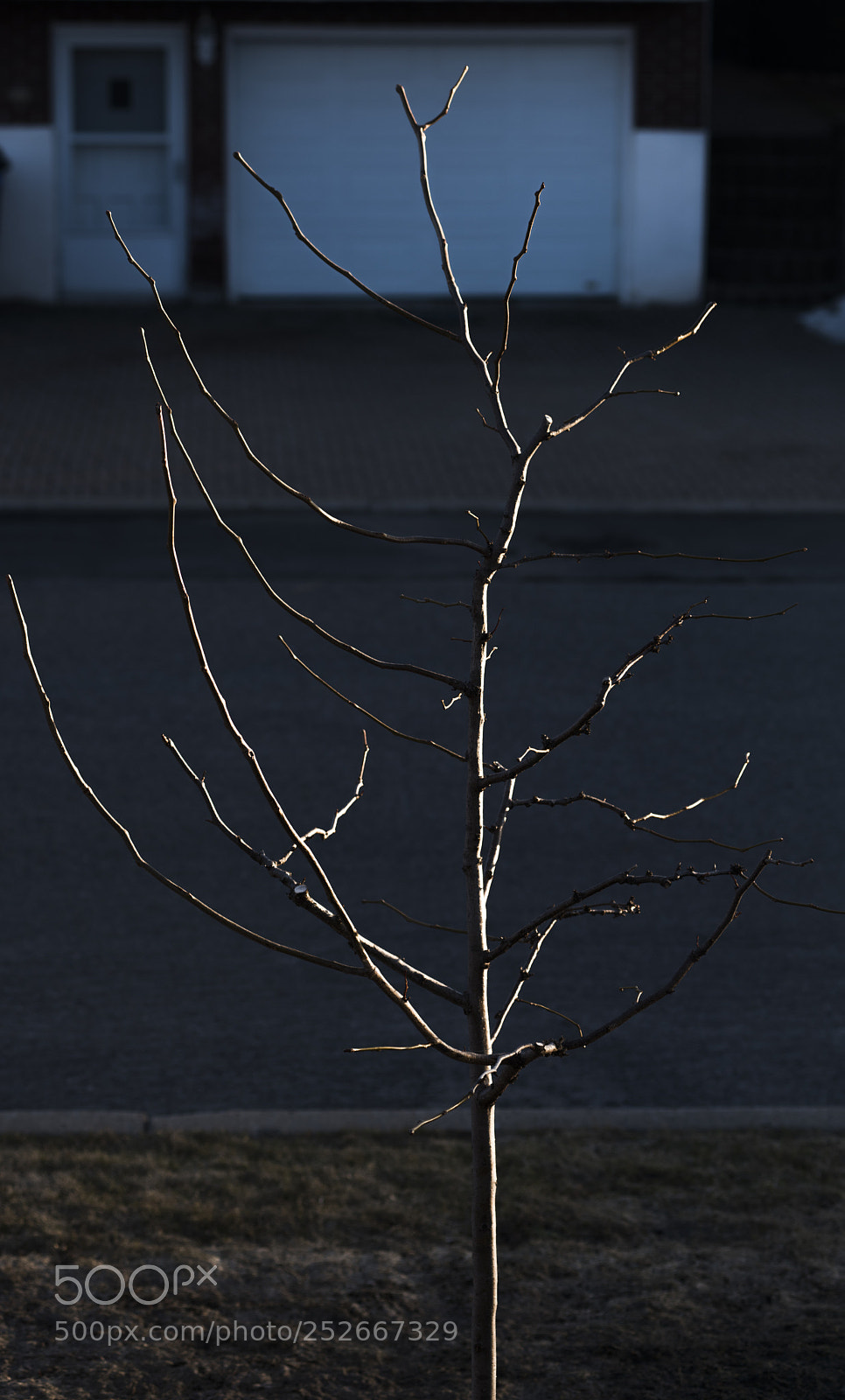 Nikon D810 sample photo. Mon arbre la fin photography