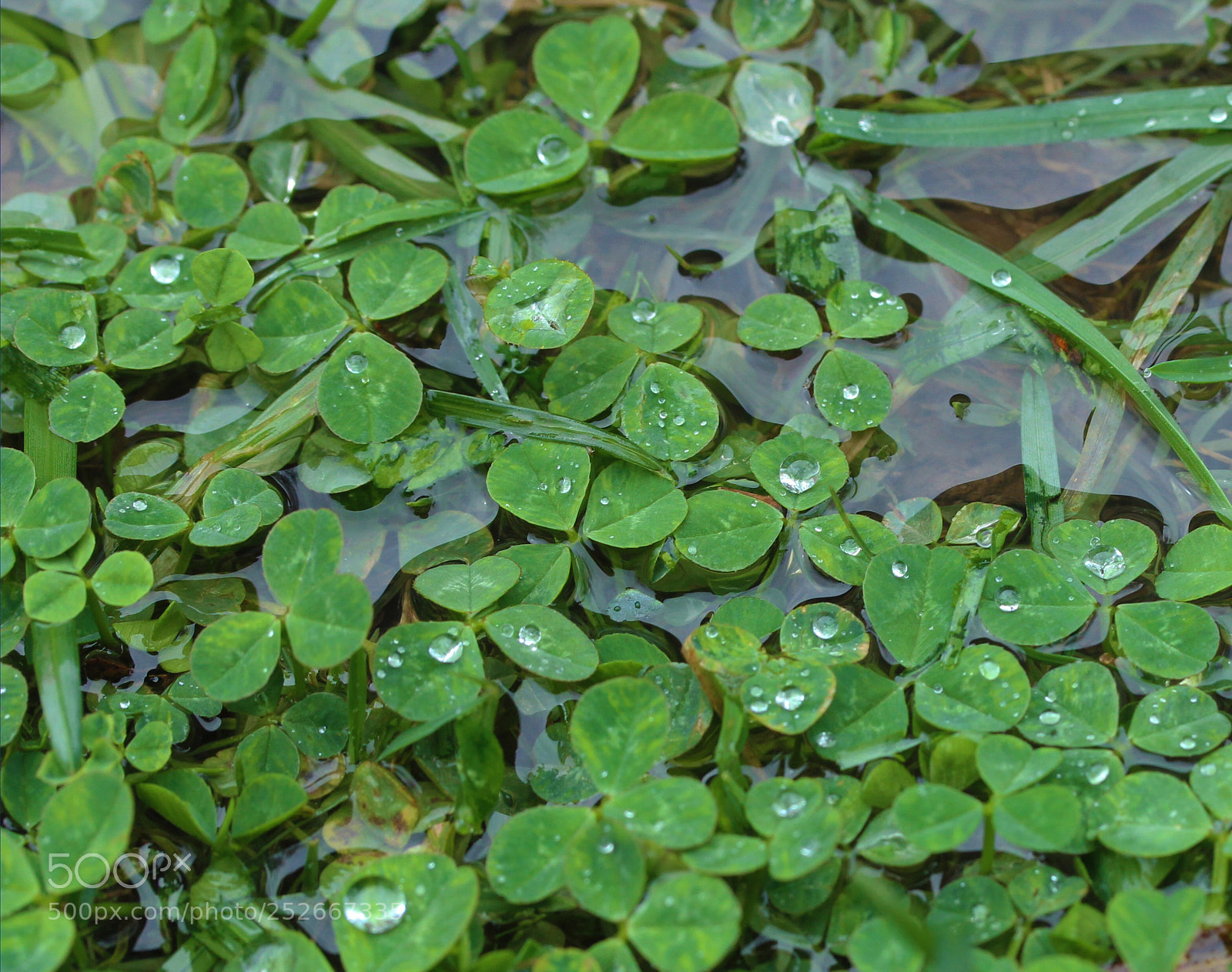 Canon EOS 1300D (EOS Rebel T6 / EOS Kiss X80) sample photo. April showers photography