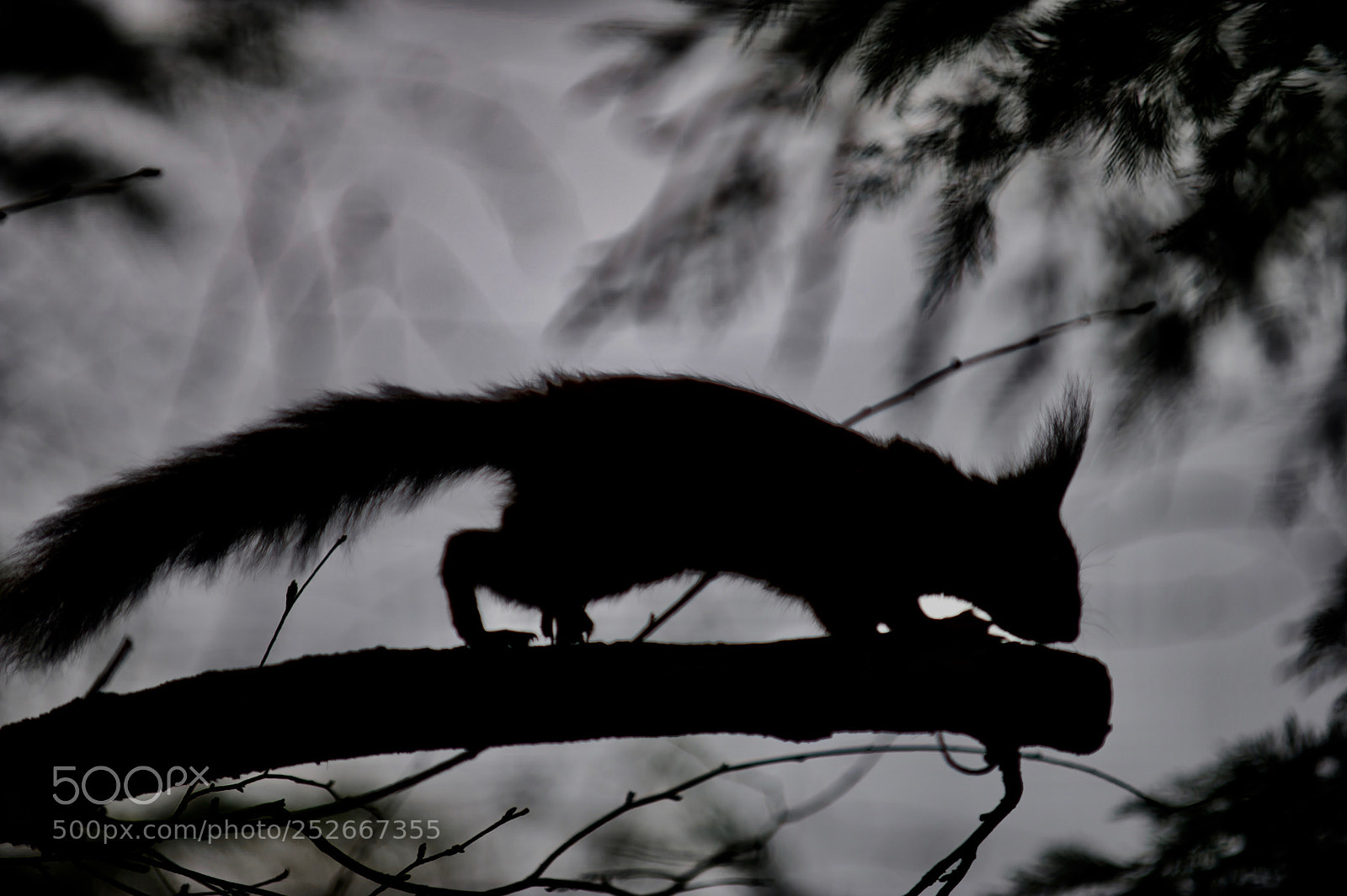 Nikon D3S sample photo. Red in silhoutte photography