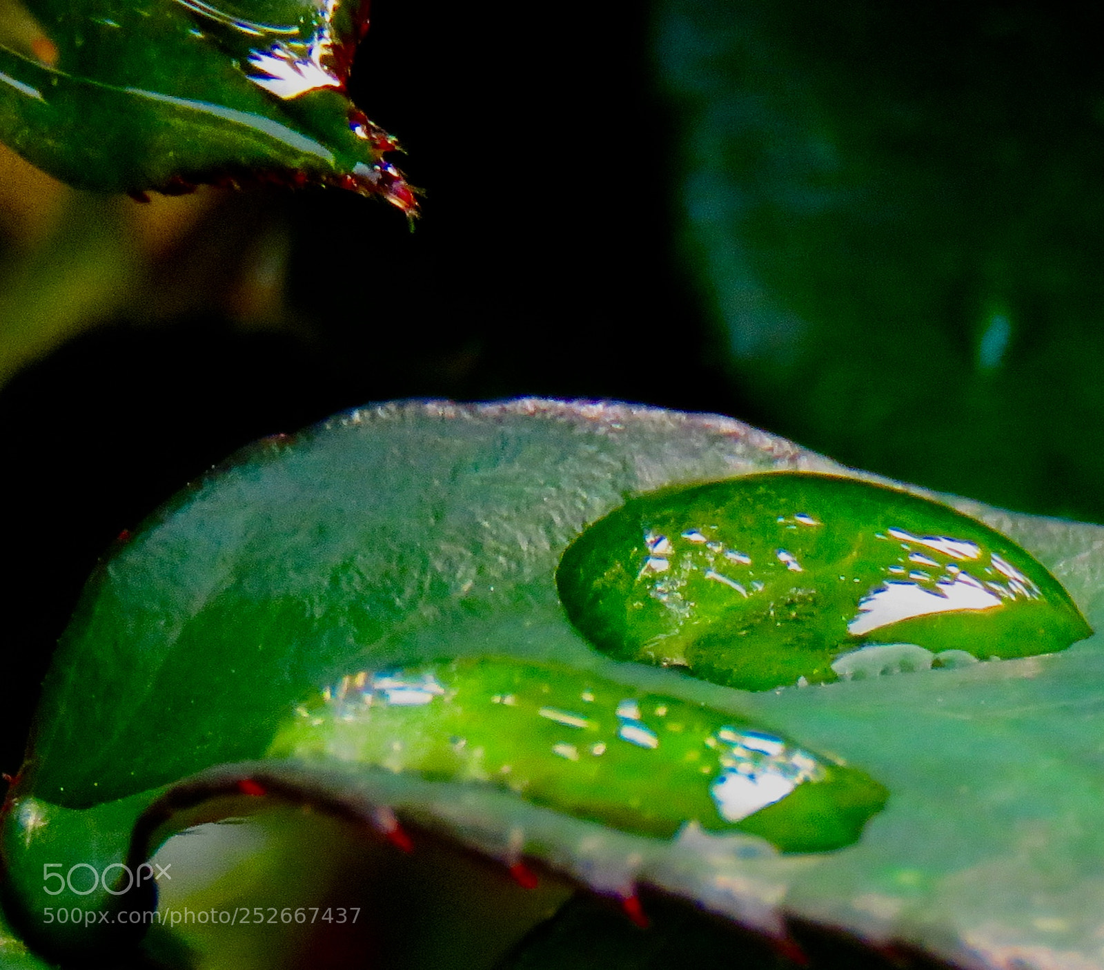 Canon PowerShot SX60 HS sample photo. Rose leaf droplets photography