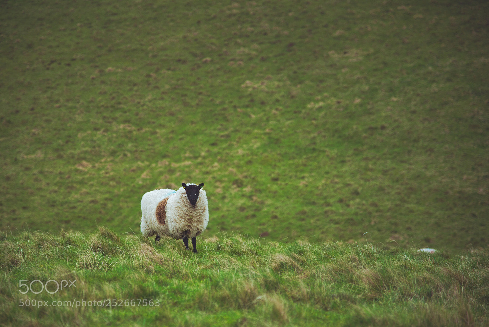 Nikon D800E sample photo. Sheep photography