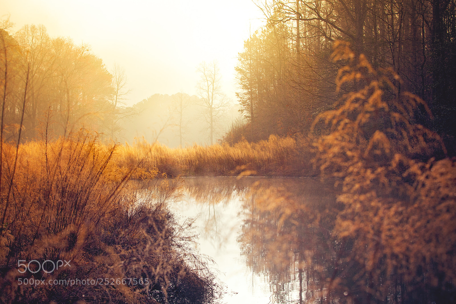 Canon EOS 5D Mark II sample photo. Golden pond photography