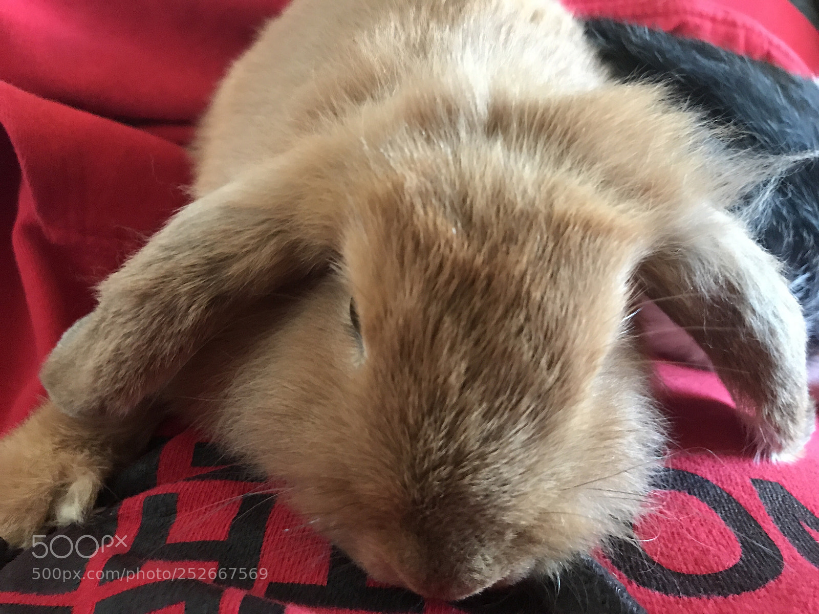 Apple iPhone 7 sample photo. Bunny brown photography