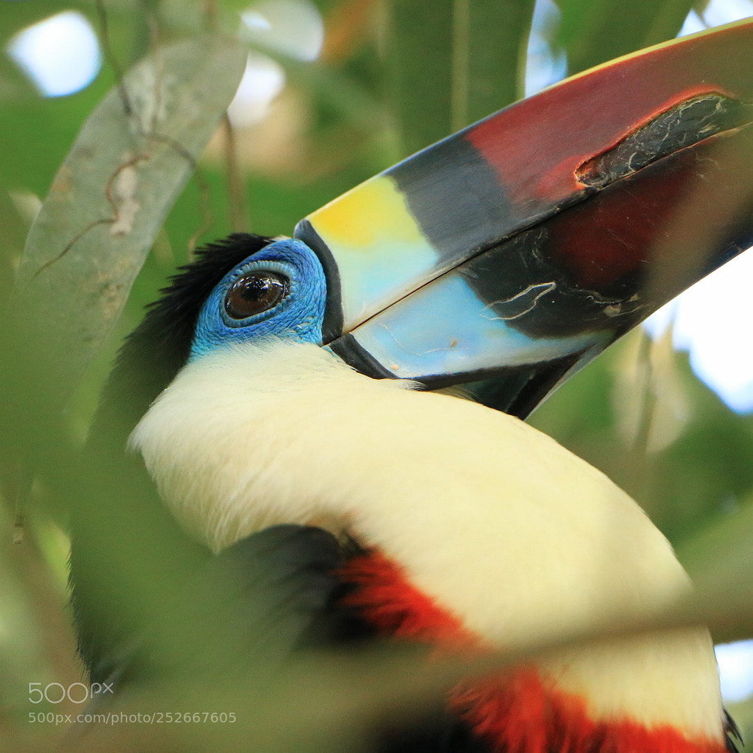 Canon EOS 70D sample photo. Tucan ramphastus tucanus photography