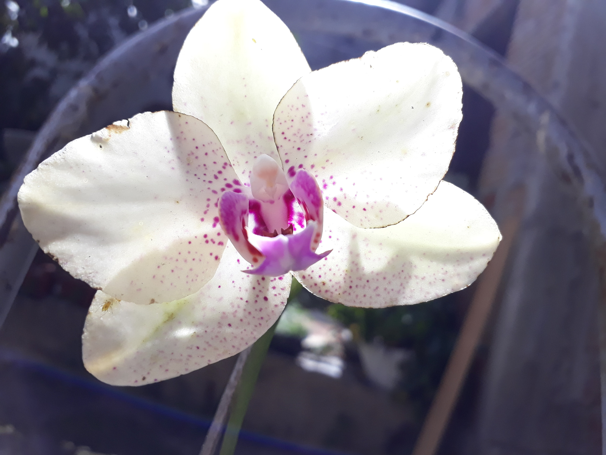 Samsung Galaxy J7 Prime sample photo. Orquídea photography