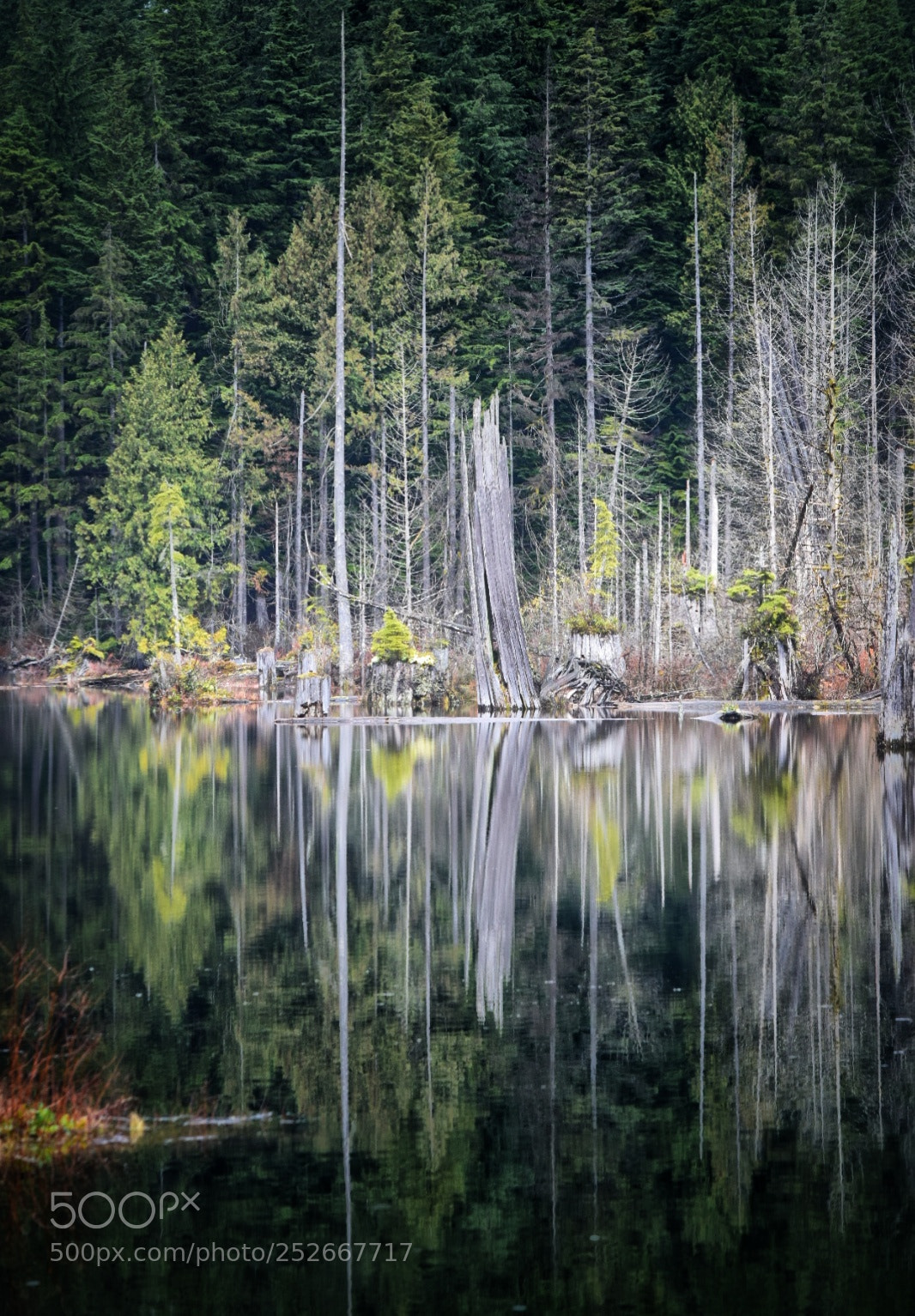 Nikon D5300 sample photo. Lakeside reflections photography
