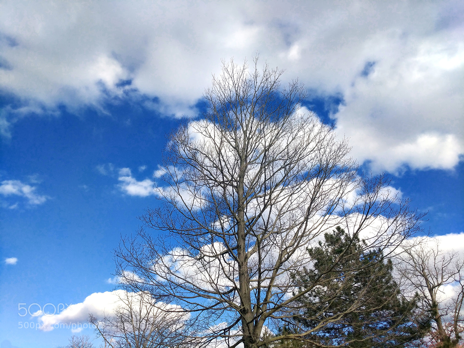 Google Pixel XL sample photo. Tree sky clouds photography