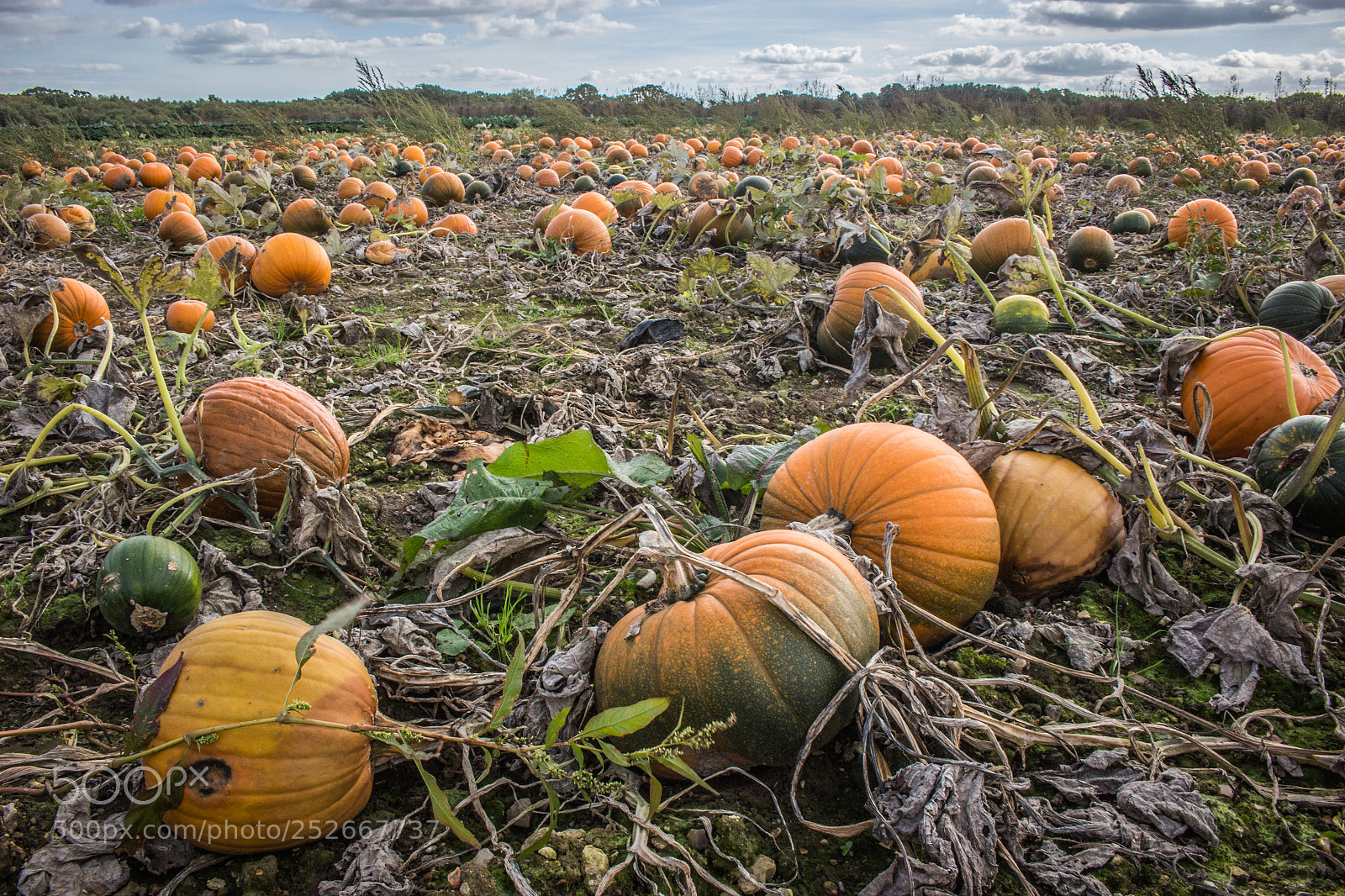 Canon EOS 100D (EOS Rebel SL1 / EOS Kiss X7) sample photo. Pumpkin patch photography