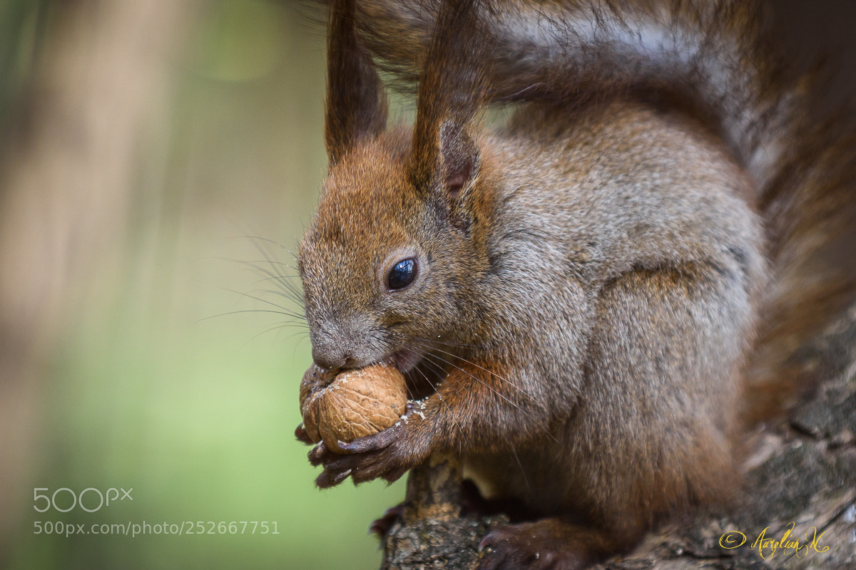 Nikon D810 sample photo. Squirrel eating wallnut photography