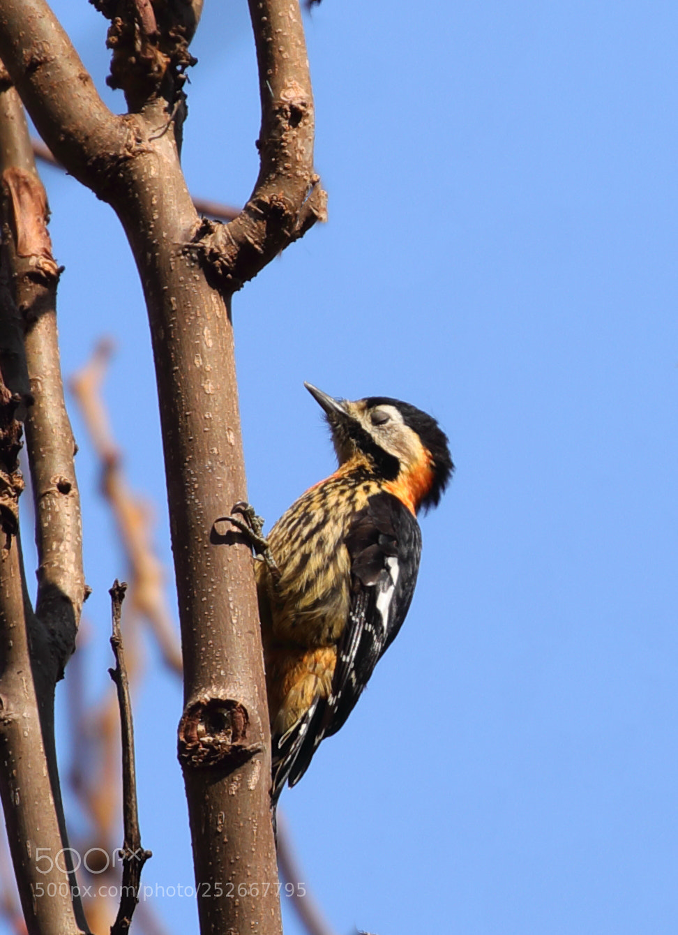 Canon EOS 5D Mark IV sample photo. Crimson breasted woodpecker photography