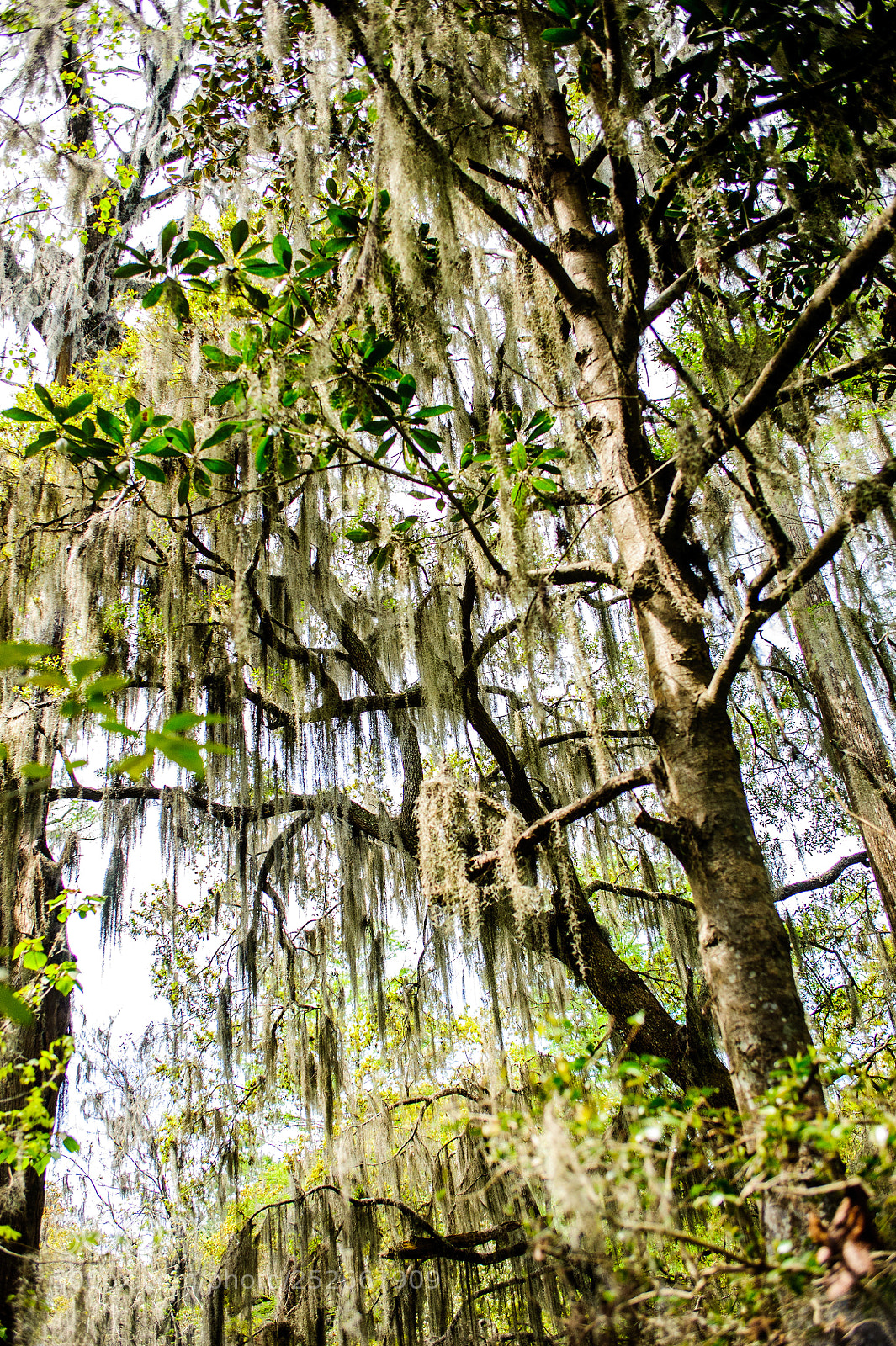 Nikon D700 sample photo. Hanging moss photography