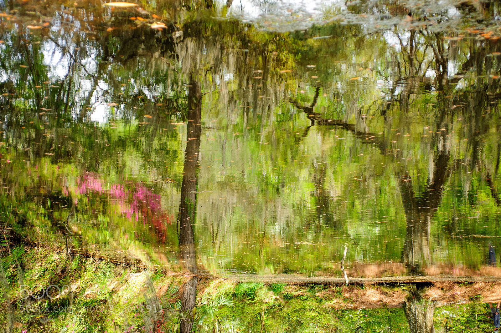 Nikon D700 sample photo. Reflections of nature photography