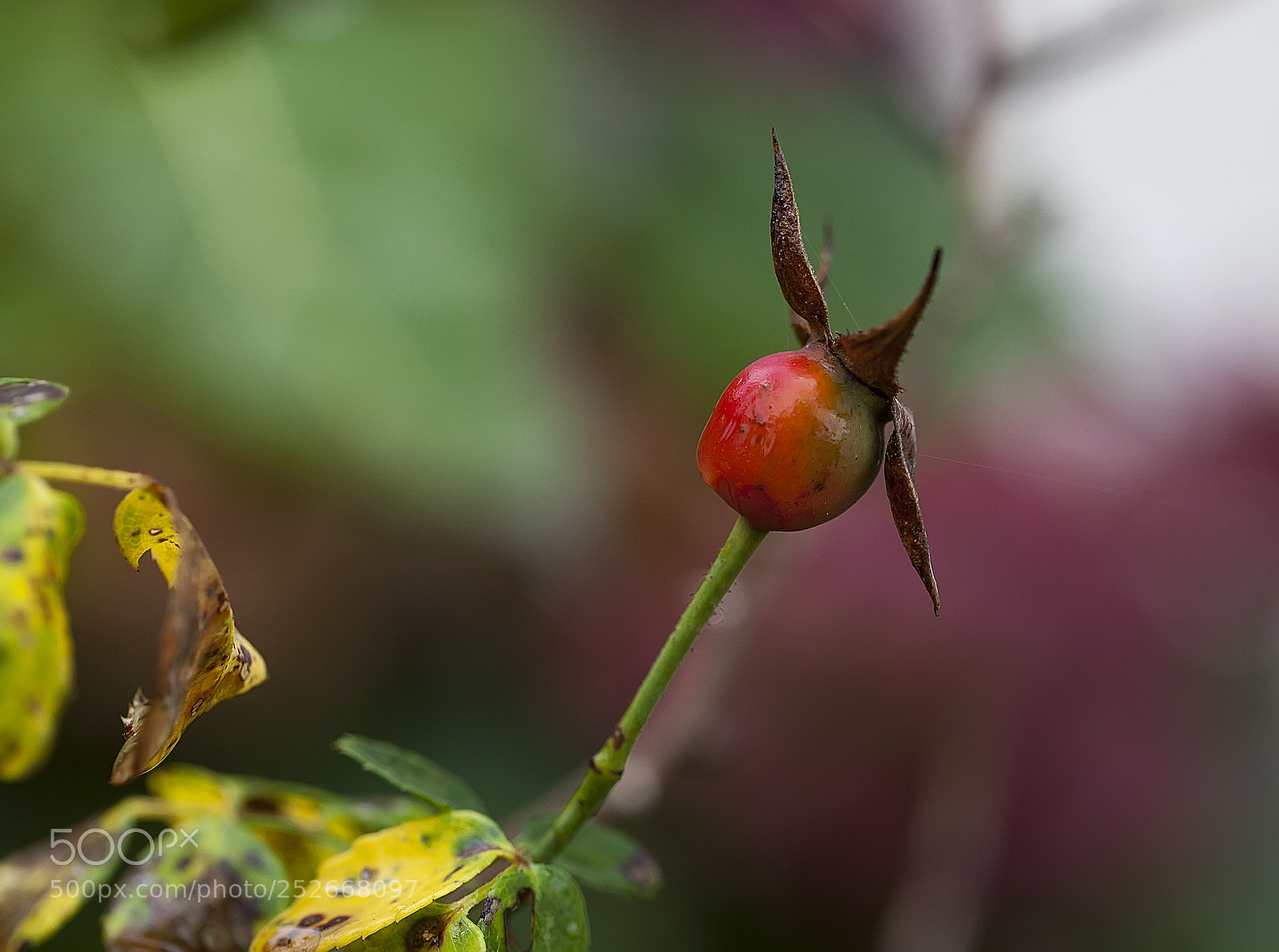 Canon EOS 5D Mark II sample photo. Beauté naturelle photography