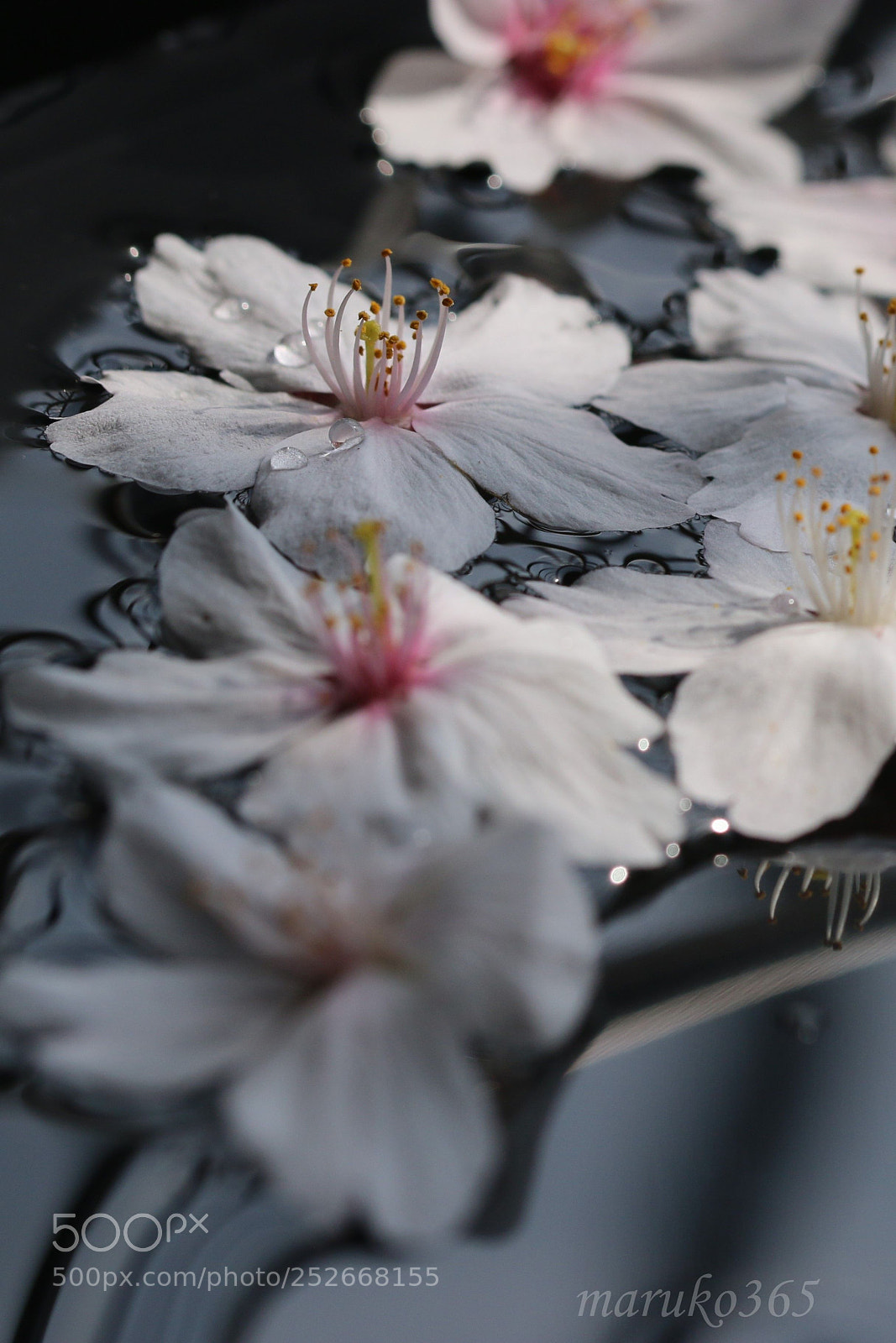 Canon EOS 70D sample photo. Sakura photography