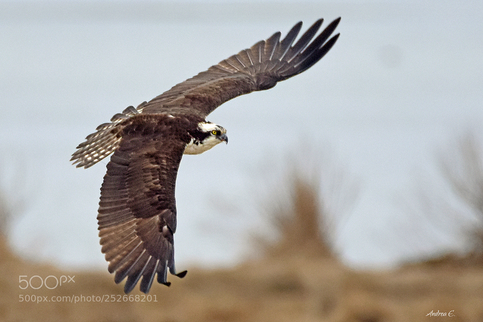 Nikon D7200 sample photo. Osprey soaring photography