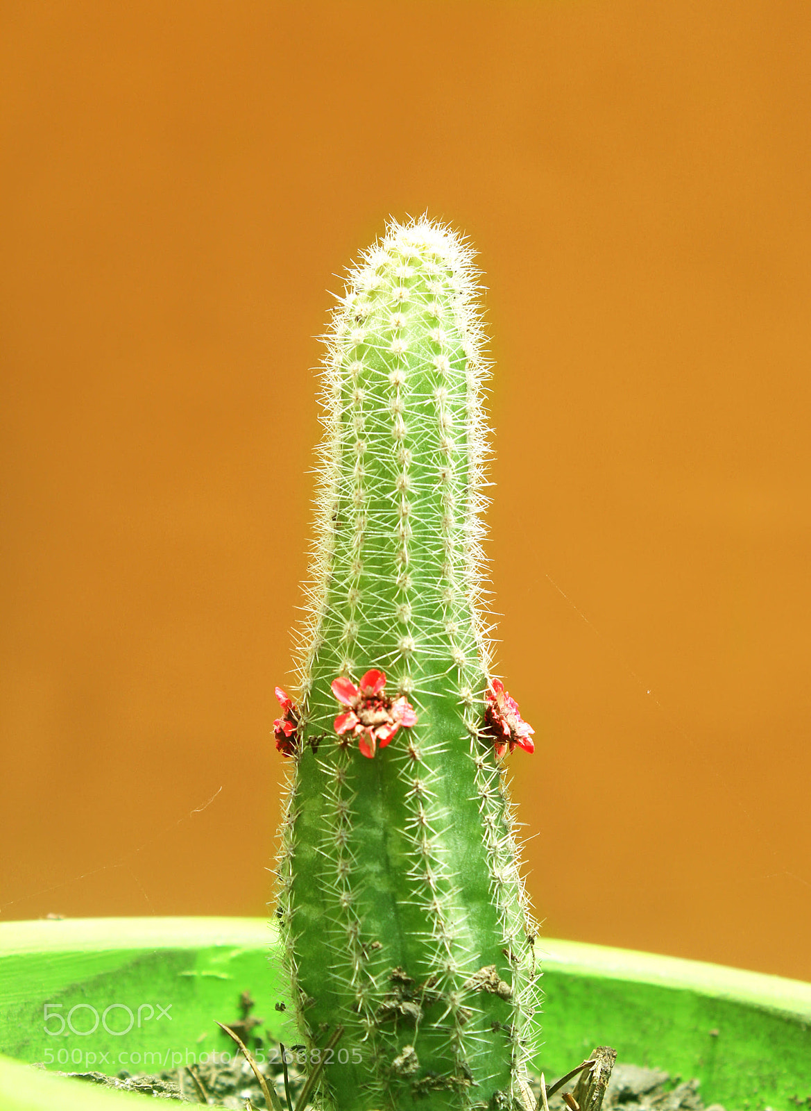 Canon EOS 600D (Rebel EOS T3i / EOS Kiss X5) sample photo. Cactus photography