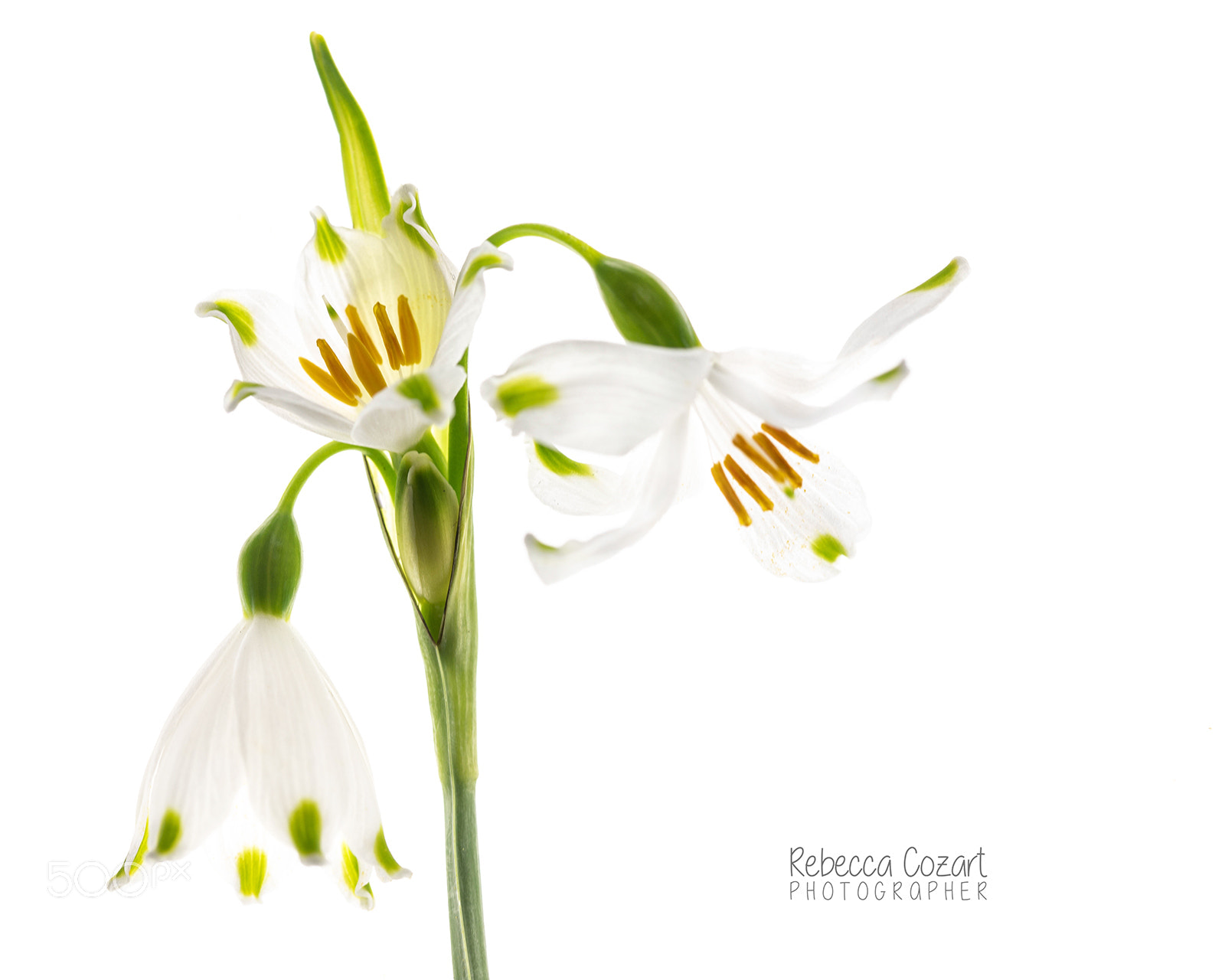 Canon EOS 5D Mark IV sample photo. Snowdrop photography