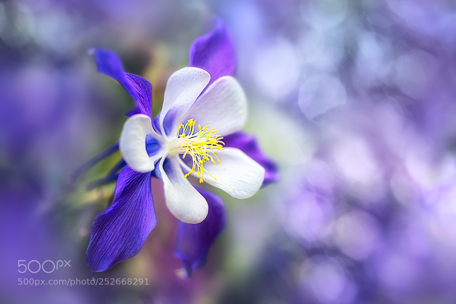Nikon D810 sample photo. Spring photography