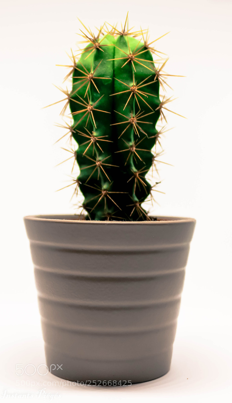 Canon EOS 1200D (EOS Rebel T5 / EOS Kiss X70 / EOS Hi) sample photo. Cactus photography