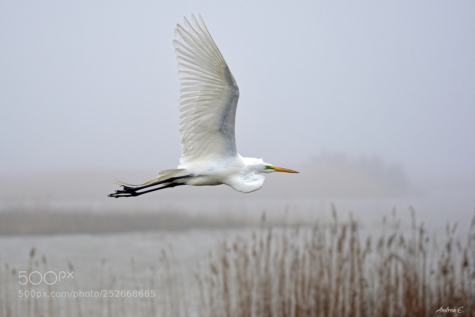 Nikon D7200 sample photo. Just another great egret photography